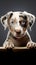 Cute Puppy with paws over white sign. Catahoula Lab Mix Dog