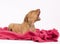 Cute puppy on pink blanket, howling