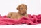 Cute puppy on pink blanket, looking
