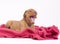 Cute puppy on pink blanket, yawning