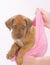 Cute puppy in pink sock