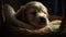 Cute puppy playing, sleeping, and looking at camera with innocence generated by AI