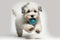 cute puppy is playing with squeaky toy, jumping and running around