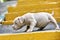 A cute puppy is playing on the steps. Concept of the first steps of life, animals, a new generation. Puppy American