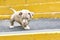 A cute puppy is playing on the steps. Concept of the first steps of life, animals, a new generation. Puppy American