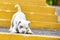 A cute puppy is playing on the steps. Concept of the first steps of life, animals, a new generation. Puppy American