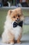 Cute puppy Pomeranian in a bow tie