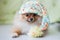 Cute puppy Pomeranian in knitted hat