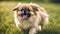 Cute puppy Pomeranian Mixed breed Pekingese dog run on the grass with happiness