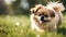 Cute puppy Pomeranian Mixed breed Pekingese dog run on the grass with happiness