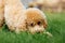 A cute puppy poodle is playing and hiding in the grass