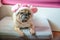 Cute puppy Pug dog with sweet pink hat sleep rest on pad.