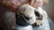 Cute puppy pug sleeping on the woman`s knees