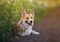 Cute puppy a red Corgi dog sits in a field by the road in a village surrounded by white chamomile flowers on a Sunny clear summer