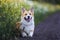 Cute puppy a red Corgi dog sits in a meadow by the road in a village surrounded by white chamomile flowers on a Sunny clear summer