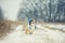 Cute puppy red dog Corgi sits on a walk in a winter Park in a funny knitted hat with earflaps during a snowfall