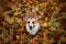 Cute puppy red dog Corgi stands in the autumn Park against the background of colorful bright fallen maple leaves and faithfully