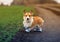 Cute puppy red dog Corgi stands on the road in the Park in sports blue sneakers during a morning jog