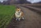 Cute puppy red dog Corgi stands on a rural country road in sporty blue sneakers while Jogging