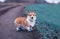 Cute puppy red dog Corgi stands on a rural country road in sporty blue sneakers during a morning jog