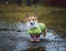 cute puppy red dog Corgi stands on a walk in rubber boots and a raincoat on an autumn rainy day and smiles funny