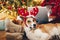 cute puppy in reindeer hat sitting at owner legs in socks at beautiful chrismas tree with lights and presents. seasonal greetings