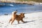 Cute puppy runs frolic along the beach