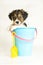 Cute puppy in a sand pail