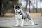 Cute puppy Siberian husky black and white