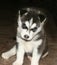 Cute puppy Siberian husky black and white with blue eyes.