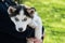 Cute puppy Siberian husky black and white with blue eyes on the