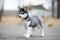 Cute puppy Siberian husky black and white running on the ground