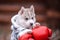 Cute Puppy Siberian Husky with boxing gloves