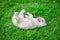Cute puppy siberian husky on grass
