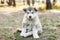 Cute puppy sits on the butt and looks into the camera. A shaggy white-gray puppy in the woods in nature. A close-up. Veterinary. A