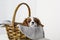 Cute puppy sitting in basket on white background. Dog purebred Cavalier King Charles Spaniel, close-up