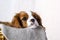 Cute puppy sitting in basket on white background. Dog purebred Cavalier King Charles Spaniel, close-up