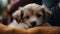 Cute puppy sitting, looking at camera, playful, fluffy, adorable generated by AI