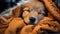 Cute puppy sleeping, fluffy fur, cozy bed, purebred golden retriever generated by AI