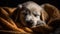 Cute puppy sleeping, fluffy fur, innocence in close up generated by AI