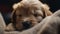 Cute puppy sleeping, fluffy and playful, eyes closed peacefully generated by AI