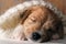Cute puppy sleeping sweet covered with soft cozy knitted cloth