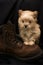 Cute Puppy standing on Boot