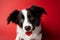 Cute puppy studio portrait Border collie with a heart background
