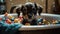 Cute Puppy Taking a Bath in Vintage Clawfoot Tub with Colorful Toys and Towels