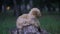 Cute puppy toy poodle sit outdoors