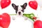Cute puppy with tulip flower and heart shape balloons