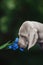 Cute puppy Veimaraner studying a blue flower