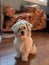 A cute puppy waits in front of a pile of fire wood