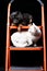 Cute puppy with white cat on a folding ladder